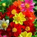 Dahlia Variabillis Top Star - Image 2